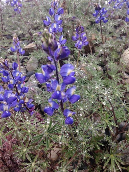 Lupine Nature Trail