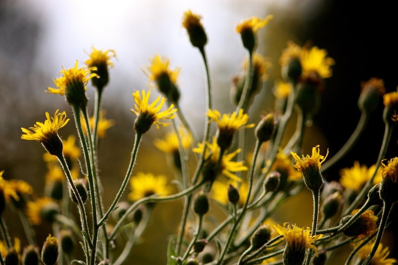 Yellow Flowers