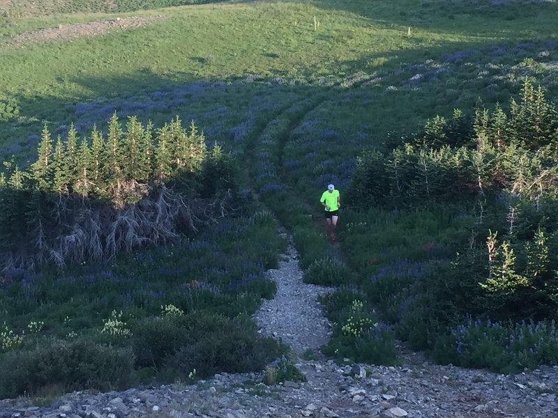 Running back down on the doubletrack trail through a meadow of flowers, near American Fork Twin Peaks