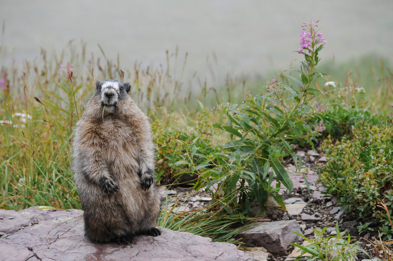 Marmot enjoying a snack