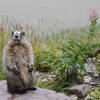 Marmot enjoying a snack