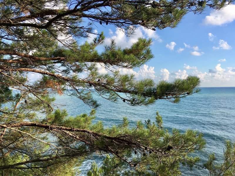 A pine tree and the Black Sea.