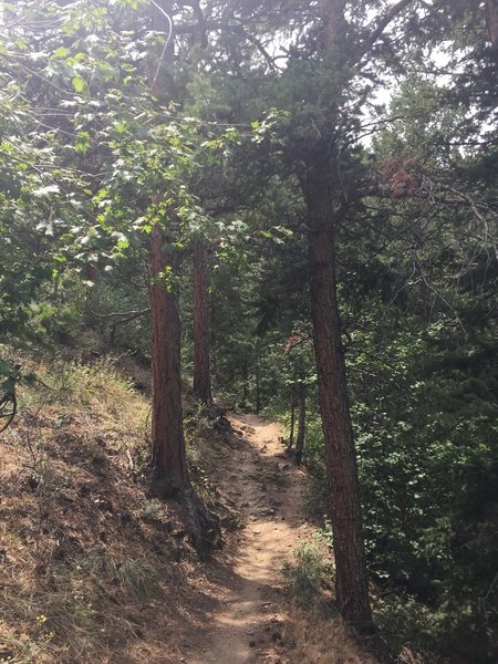 The start of the shady part of the trail.