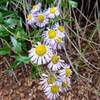 Asters alongside Penrose Trail (#665) aka Lower Captain Jack's Trail.