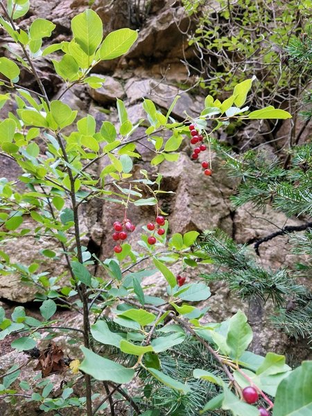 Huckleberry Bush amongst the pines.