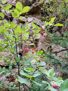 Huckleberry Bush amongst the pines.