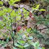 Huckleberry Bush amongst the pines.