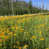 Large wild fiower patches just off the trail.