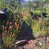 Indian Paintbrush