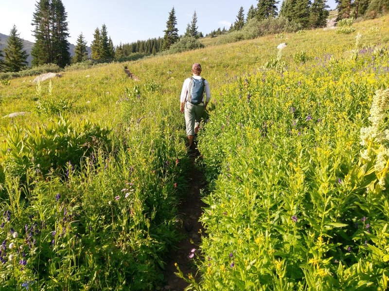 If you like large meadows, full to bursting with wildflowers, this is your trail