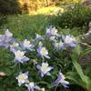 Rocky Mountain Columbine along the Fall Creek Trail