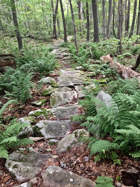 Beautiful section on upper end of Mountain View Trail