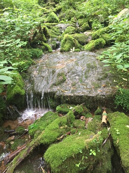 Springs create a small stream that you cross and recross on the downhill section of the Mountain View Trail