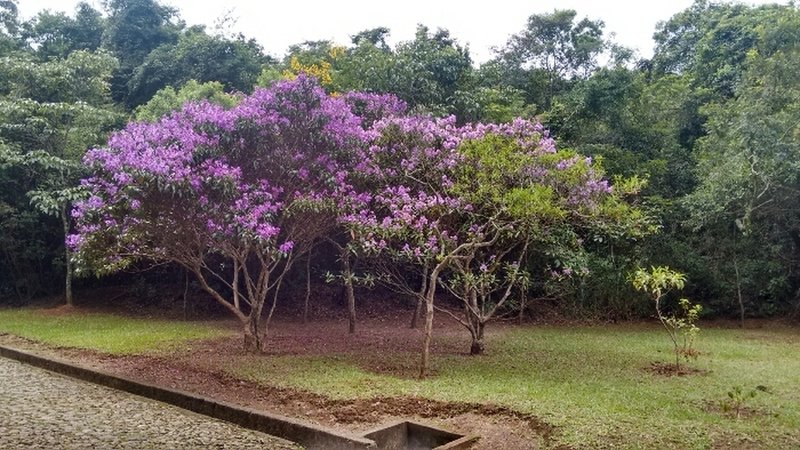 Mangabeira Park flora