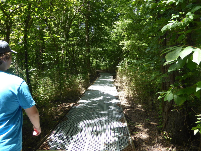 Traversing the metal boardwalk above the wetland of Big Oak Tree State Park.