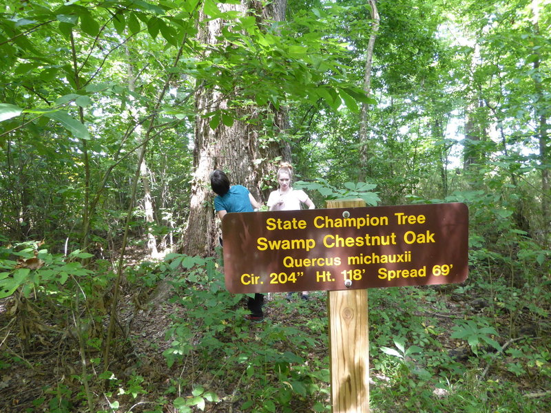 One of several state champion trees along the trails in Big Oak Tree State Park.