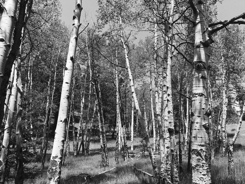 Stand of aspens