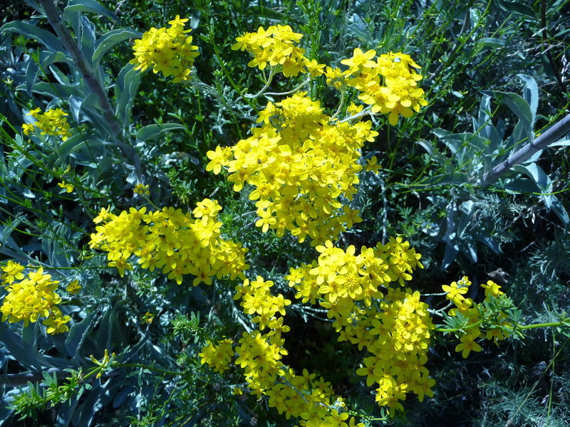 Yellow flowers