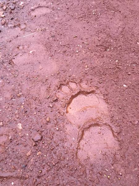 Bear Peak wasn't named randomly. Mama and 2 cubs on the route today.