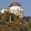 Interesting blooms and the Griffith Park Observatory