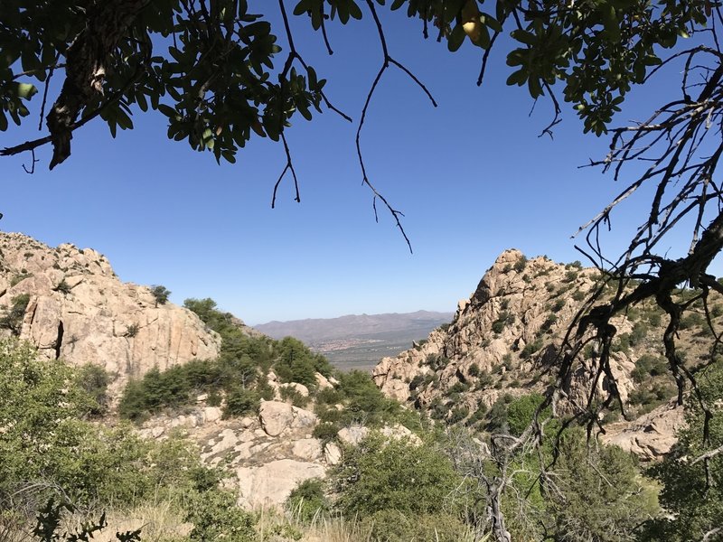 A transition zone with saguaro cacti below you and pine trees above you.