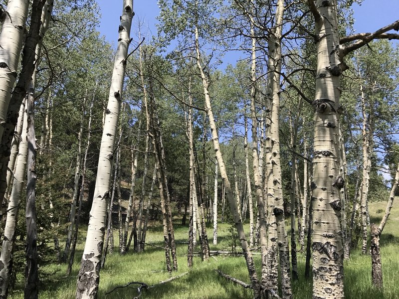 Stand of Aspens in color