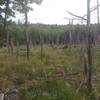 Swamp along Wantastiquet-Monadnock Greenway - Keene Connector