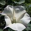 Sacred Datura/Jimson Weed is found along the E Fork Trail in the lowlands.