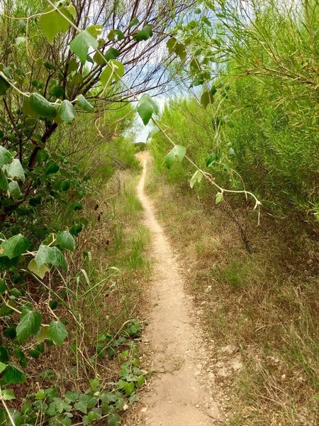 Pic from High / Rim Trail