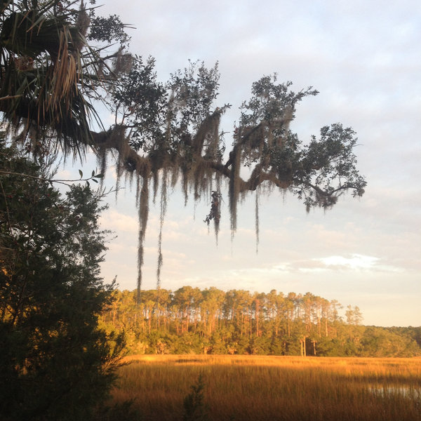 Looking west at sunrise across through the spanish moss
