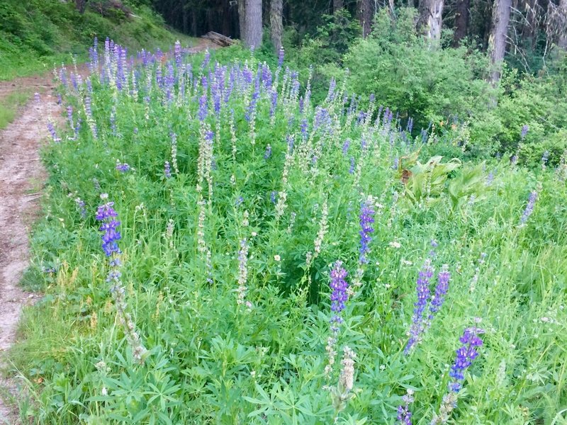 Lupine next to FS Road 200