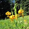 Wiggin's Lily on Upper Bull Gap Trail (Photo by Robert Nicholson)