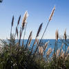 Pacific Ocean through the reeds