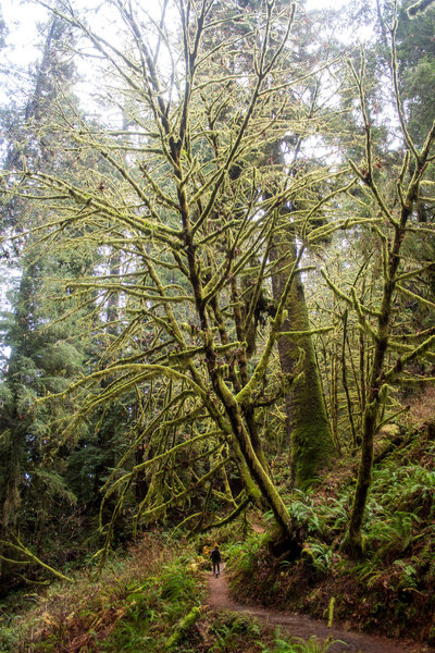 Mossy tree near Trillium Falls