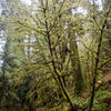 Mossy tree near Trillium Falls
