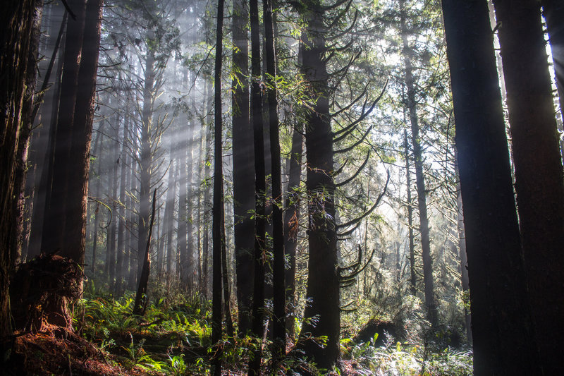 Winter light falling through the trees