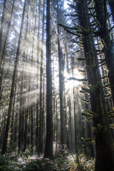 Dim winter light through mossy trees.