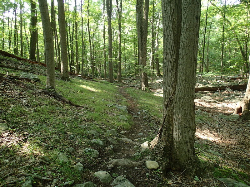 Catfish Loop Trail