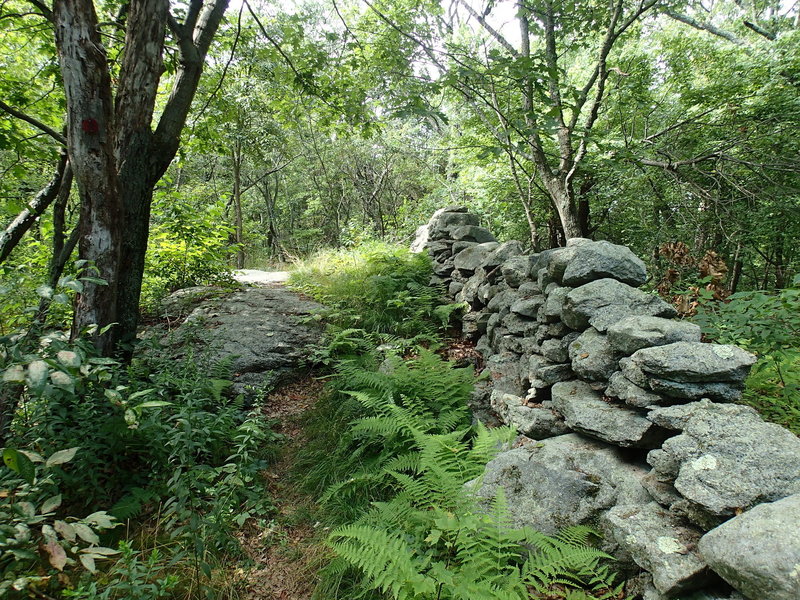 Catfish Loop Trail