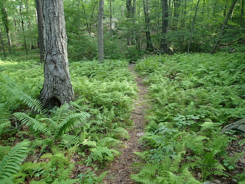 Fern lined Catfish Loop Trail