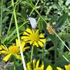 Sneezeweed on the Bull Gap trail (Photo by Robert Nicholson)