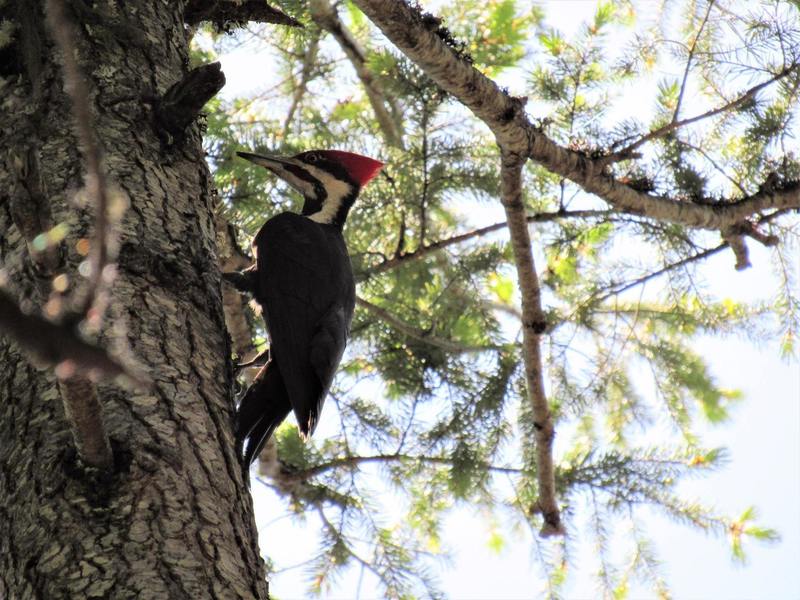 Pileated woodpecker on Lewis Loops (Photo by Robert Nicholson)