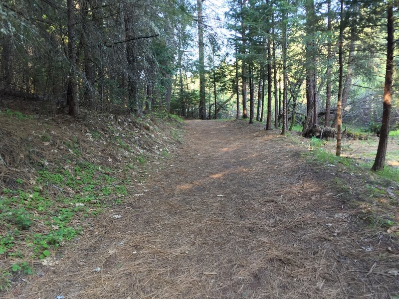 A shaded stretch of trail to the waterfall.