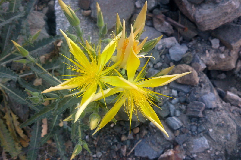 Mentzelia laevicaulis on Baldy Bowl Trail.