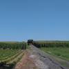 A tractor getting into the corn crops.