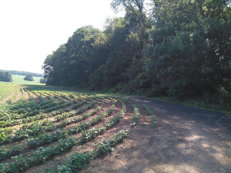 The first portion of the trail, heading between crops.