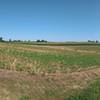 More crops along the trail.