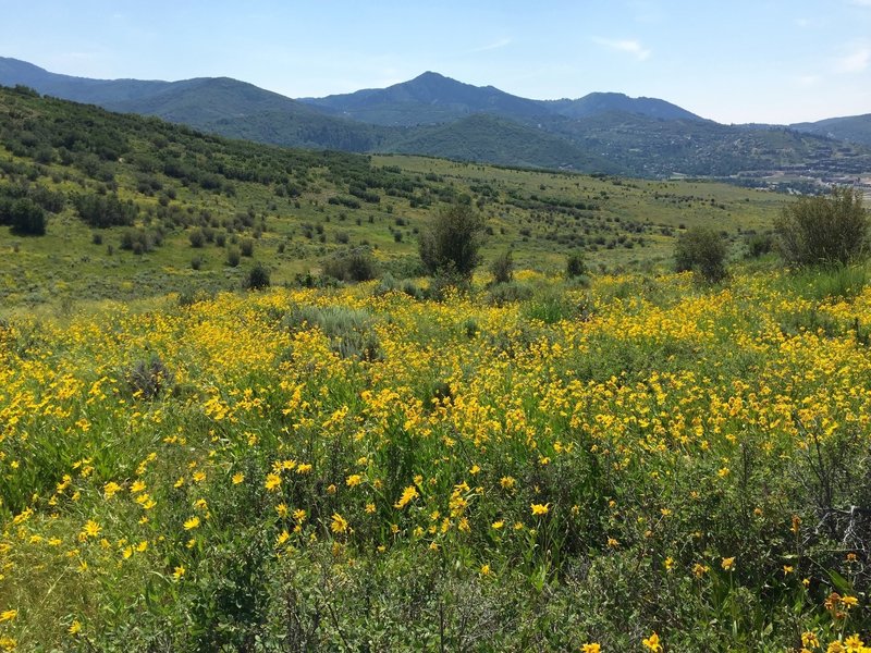 Near bottom, beautiful wildflowers along the entire trail