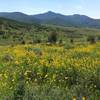 Near bottom, beautiful wildflowers along the entire trail