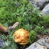 Large mushroom along the trail